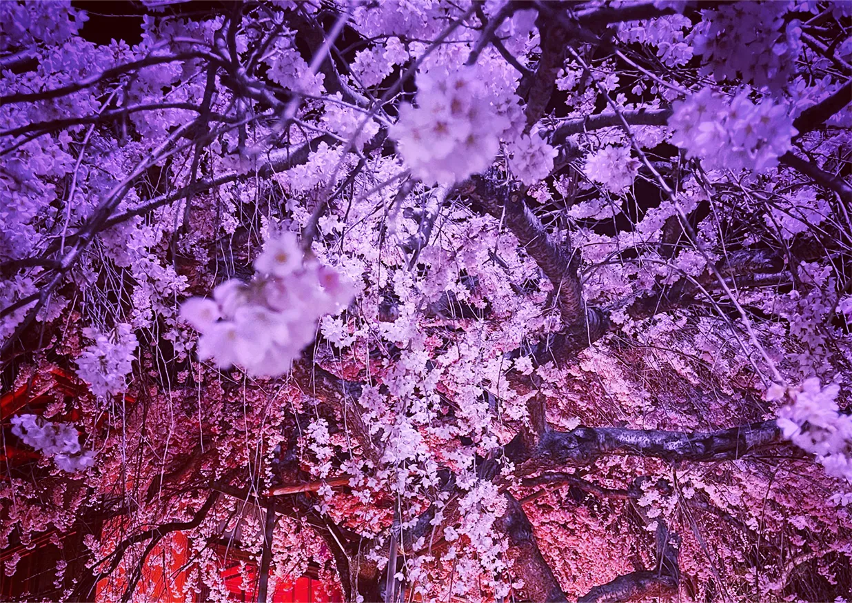 桜